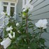 WHITE PILLAR® Rose of Sharon  HIbiscus