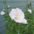 WHITE PILLAR® Rose of Sharon  HIbiscus