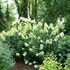 Hydrangea BOBO® - Panicle