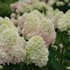 Hydrangea BOBO® - Panicle