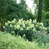 Hydrangea BOBO® - Panicle