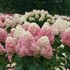 Hydrangea BOBO® - Panicle