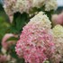 Hydrangea BOBO® - Panicle