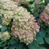 Hydrangea BOBO® - Panicle