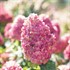 Hydrangea BOBO® - Panicle