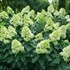 Hydrangea BOBO® - Panicle