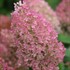 Hydrangea BOBO® - Panicle