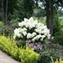 Hydrangea BOBO® - Panicle