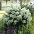 Hydrangea BOBO® - Panicle