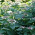 Invincibelle Lace™ Smooth hydrangea