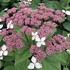 Invincibelle Lace™ Smooth hydrangea