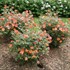 Oso Easy Hot Paprika® Landscape rose