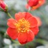 Oso Easy Hot Paprika® Landscape rose