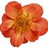 Oso Easy Hot Paprika® Landscape rose