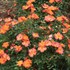 Oso Easy Hot Paprika® Landscape rose