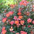 Oso Easy Hot Paprika® Landscape rose