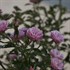 Oso Easy® Petit Pink Landscape Rose