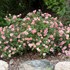 Oso Easy® Petit Pink Landscape Rose