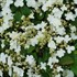 Steady Eddy™ Doublefile Viburnum
