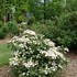 Steady Eddy™ Doublefile Viburnum
