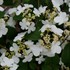 Steady Eddy™ Doublefile Viburnum