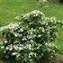 Steady Eddy™ Doublefile Viburnum