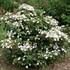 Steady Eddy™ Doublefile Viburnum