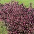 Very Fine Wine® Weigela florida