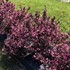 Very Fine Wine® Weigela florida