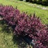 Very Fine Wine® Weigela florida