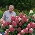 Quick Fire Fab® Panicle Hydrangea