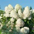 Quick Fire Fab® Panicle Hydrangea
