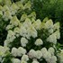Quick Fire Fab® Panicle Hydrangea