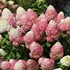 Quick Fire Fab® Panicle Hydrangea