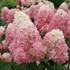 Hydrangea Limelight Prime Panicle