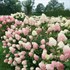 Hydrangea Limelight Prime Panicle