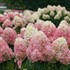 Hydrangea Limelight Prime Panicle