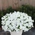 Supertunia Vista Snowdrift Petunia hybrid
