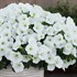 Supertunia Vista Snowdrift Petunia hybrid