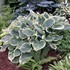 Hosta 'Sagae'