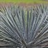 Yucca 'Excalibur'