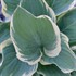 Hosta 'Sagae'