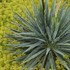 Yucca 'Excalibur'