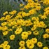 'Summer Sun' Heliopsis False Sunflower