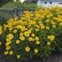 'Summer Sun' Heliopsis False Sunflower