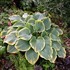 Hosta 'Sagae'