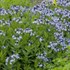 'Blue Ice' Amsonia Blue Star