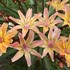Little Peach Lewisia