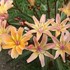 Little Peach Lewisia