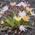 Little Peach Lewisia